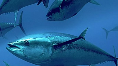 魚骨蛋白水解制取生物活性肽的方法有哪些？