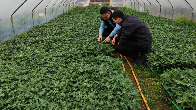 木瓜種植季——蛋白酶源頭守護(hù)品質(zhì)，鑄就酶好未來(lái)
