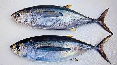 如何酶解金槍魚下腳料制備蛋白粉？