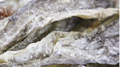 生產(chǎn)900道爾頓膠原蛋白肽，復(fù)合蛋白酶的優(yōu)勢有哪些？