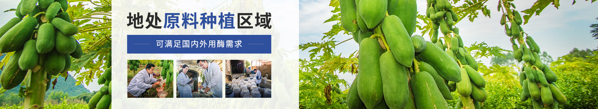 東恒華道木瓜蛋白酶：地處原料種植區(qū)域，可滿足國內(nèi)外用酶需求