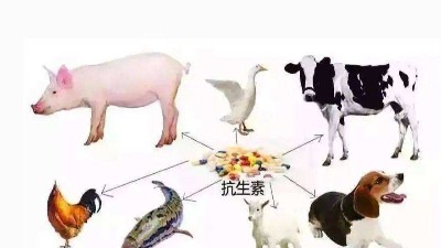 減抗、替抗、禁抗時代的飼料添加劑